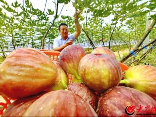 菏泽市牡丹区：林果飘香产业兴 “甜蜜经济”助增收