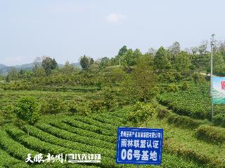 从茶园到茶杯！“数聚黔茶”赋能茶产业全环节