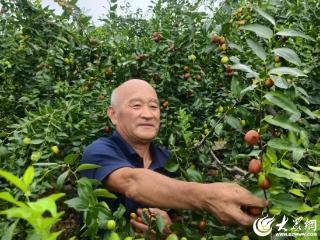 乡村振兴看临朐丨小枣成“金果” 采摘产销旺促增收