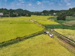 四川资阳乐至县：金稻“弯腰”笑丰收 农机欢歌绘“丰”景