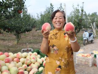 江苏睢宁魏集镇：秋桃满园红