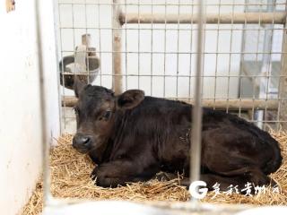 凤冈：胚胎移植推动高端肉牛良种繁育