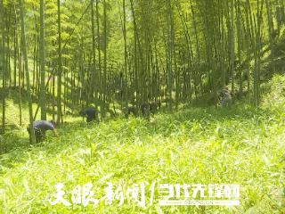 赤水市白云乡：林下淡竹叶 致富“金叶叶”