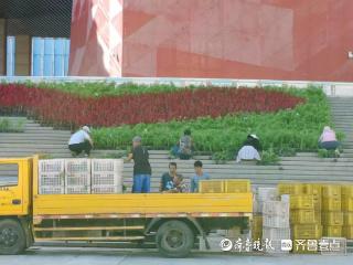 迎国庆，八万余盆草花将绽放烟台文化中心广场