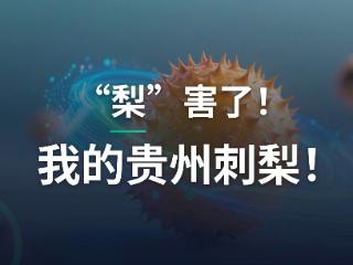 “梨”害了！我的贵州刺梨！
