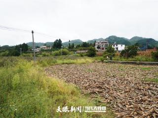 【天眼调查】 流转土地连年荒芜，财政资金“打水漂”？修文县程官村90余亩良田杂草丛生，村民痛心发问