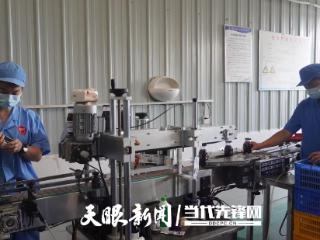 【山海同心·粤黔同行】“技术良方”让麻江蓝莓“甜”出新高度