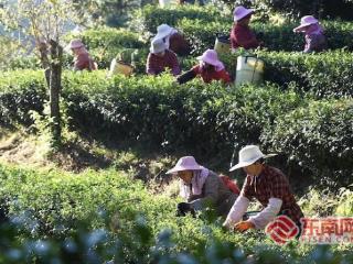 龙岩连城：守好满山青绿 奏响共富强音
