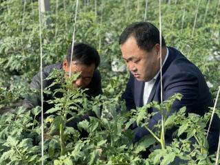 强农先锋丨崔玉禄：崔岭西村“蔬”写传奇