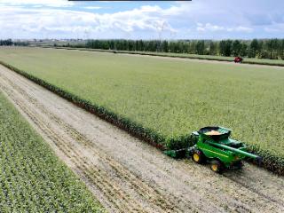 北大荒农业股份新华分公司智能农机助力丰收玉米高效收割