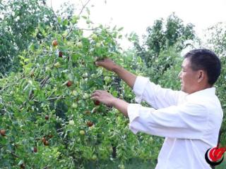 利津枣博园50余种鲜枣挂满枝 采摘正当时