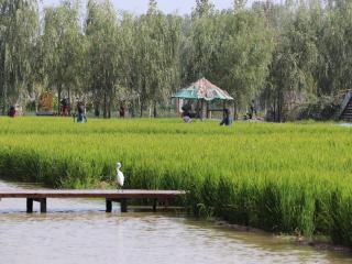 何以中国 黄河安澜丨引来黄河灌溉水 智慧农业稻蟹香