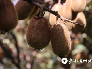 普安地瓜镇屯上村：桃林种天麻 果香药香飘满园