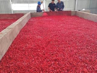 南方电网安龙供电局：烘干机精准控温 辣椒成色销路畅