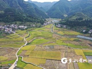 务川：金秋好“丰”景 水稻抢收忙