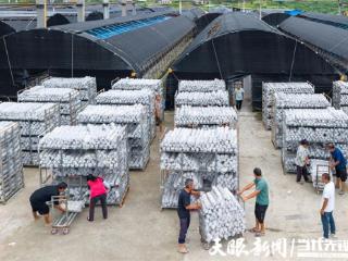 一朵“菌花”开出8亿元产值｜道真食用菌上棒忙
