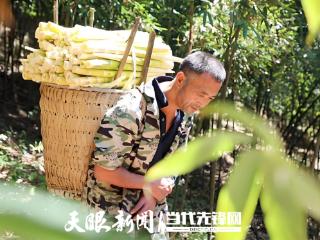 14万亩竹林迎来采收旺季 一根方竹笋带动20万群众增收