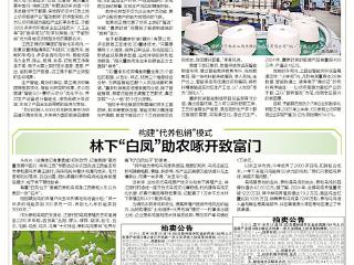 林下“白凤”助农啄开致富门