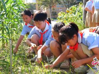 徐州睢宁：种植基地让孩子们在体验中成长(图)