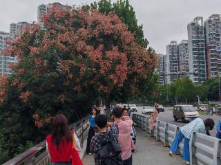 合肥这类树 “红”成风景 众多市民前来拍照打卡
