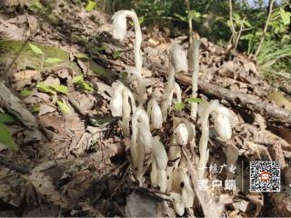 十堰竹山县天堂林场惊现“冥界之花”水晶兰