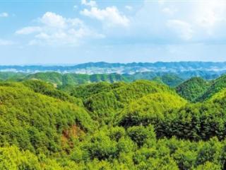贵州的森林 四季都在丰收