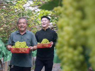 临沂：秋梨葡萄等秋令水果迎丰收