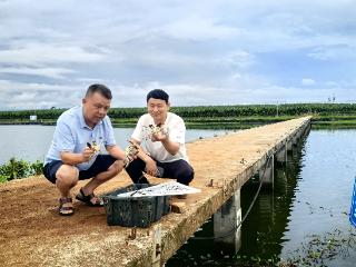 海南“北种南养”大闸蟹迎突破 国庆中秋前批量上市