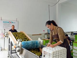 从贵州山区到一线城市！纳雍红心猕猴桃借协作东风 “甜蜜出圈”