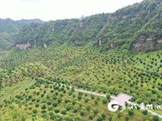 务川香榧：增技 增产 增质
