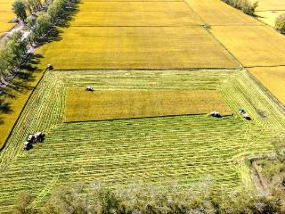 北大荒农业股份新华分公司拉开水稻收获序幕