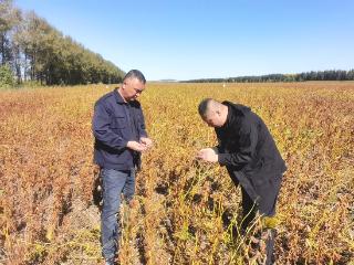 北大荒农业股份新华分公司：分组分片查豆情 掌握收获“主动权”