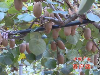 十堰2万余亩猕猴桃迎丰收，专家发布科学采收“地图”