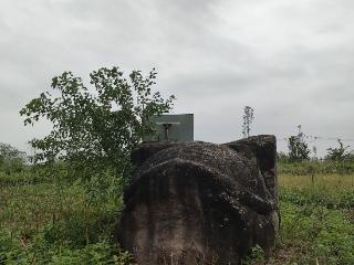 安徽肥西一庄稼地里“藏着”巨型石龟 居民：附近曾经有石人石马