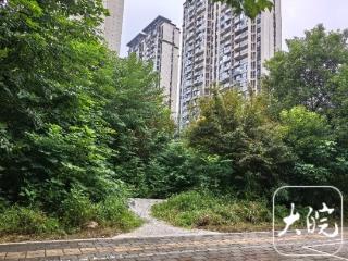 路边小公园成“露天公厕” 六安有关部门开始清扫