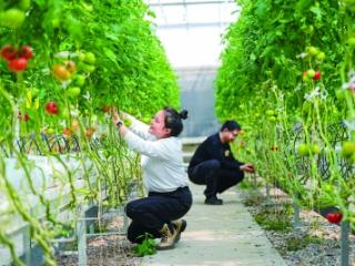 金秋满眼好“丰”景 ——书写南京都市现代农业的“强市答卷”