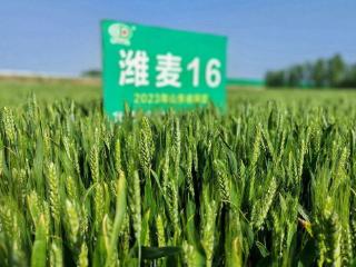 潍坊多举措促农业发展，乡村振兴项目最高补贴一千万元
