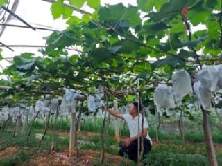 织金农商银行上坪寨支行助力葡萄种植喜丰收