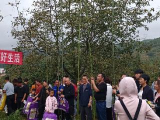 赫章：全民采收核桃 共享丰收喜悦