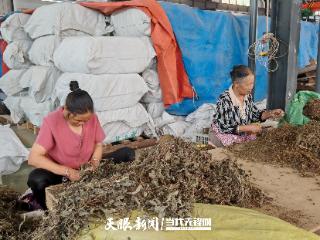 中药材企业落户家门口 搬迁户老张当上副厂长