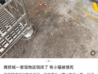 合肥一宠物店“倒闭饿死猫”？ 涉事店老板：谣言，已报警