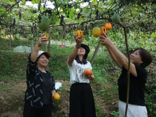 江西遂川：吊瓜丰收采摘忙