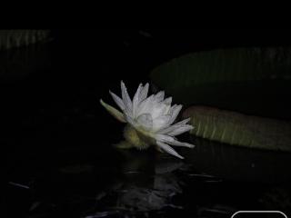 合肥植物园王莲 “夜放昼合”，安农大老师揭秘 “花开花沉” 的神秘规律