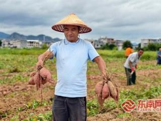龙岩连城：丰收节里好“钱”景 “共富薯园”万家乐