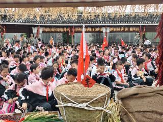 凯里市第七小学田间课堂带学生体验秋收喜悦