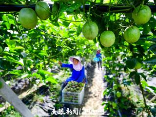 G视觉｜丰收的喜悦：田野间绽放的幸福笑颜