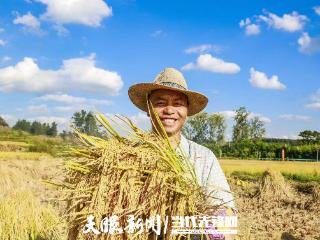 【丰收节·看平坝】10万亩水稻迎丰收！端好“饭碗” 筑牢粮食“压舱石”