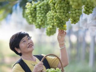 临沂罗庄：葡萄采摘正当时 田园魅力引客来
