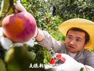 东西南北中·黔地看丰收⑥｜硕果盈枝 威宁苹果红胜火
