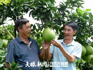 东西南北中·黔地看丰收⑨｜红心映秋 黔西南柚满枝头